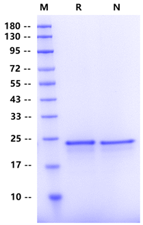 FGF-21 Protein, Human
