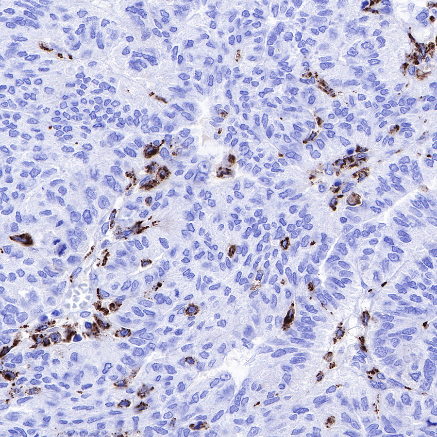 S-RMab® CD68 Recombinant Mouse mAb (SDT-R146)