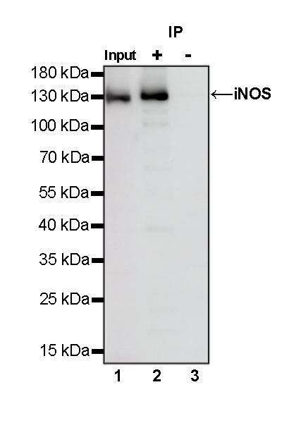 iNOS Recombinant Rabbit mAb (S-466-102)