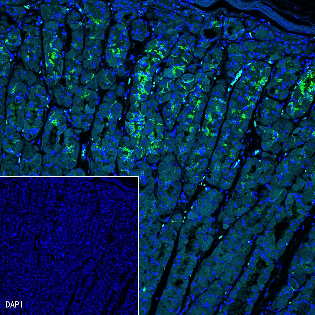 S-RMab® MUC6 Recombinant Rabbit mAb (SDT-081-72)