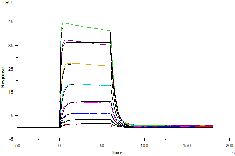 IL-2 Protein, Human