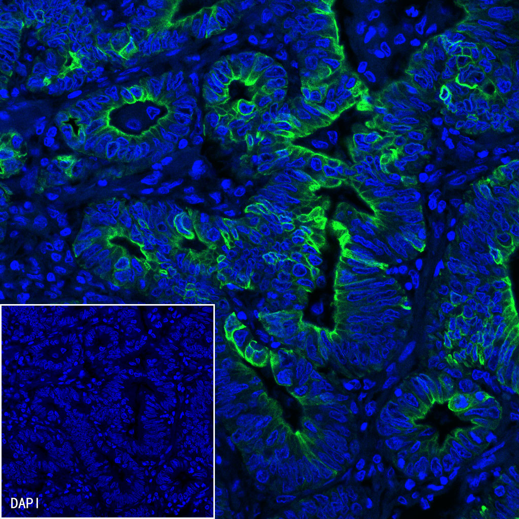 Goat anti-Rabbit IgG(H+L) (Alexa Fluor® 488 Conjugate)