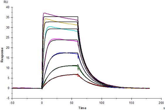 IL-2 Protein, Human