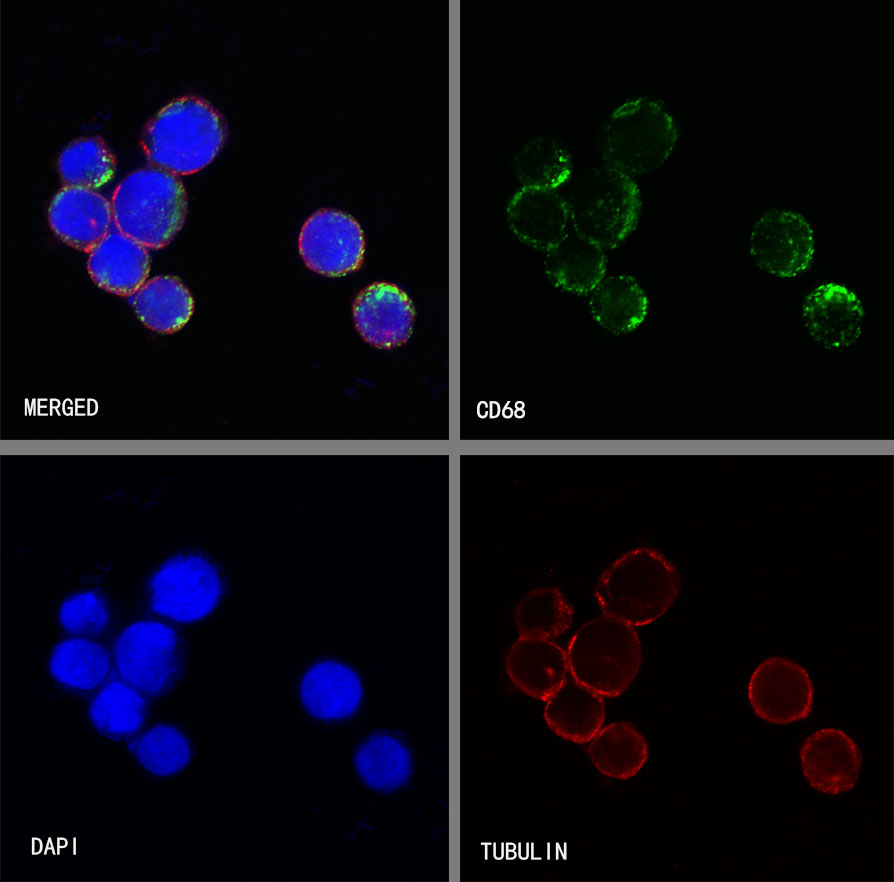Rabbit anti-CD68 Recombinant Monoclonal Antibody(R025)