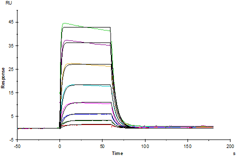 Recombinant Human IL-2 Protein