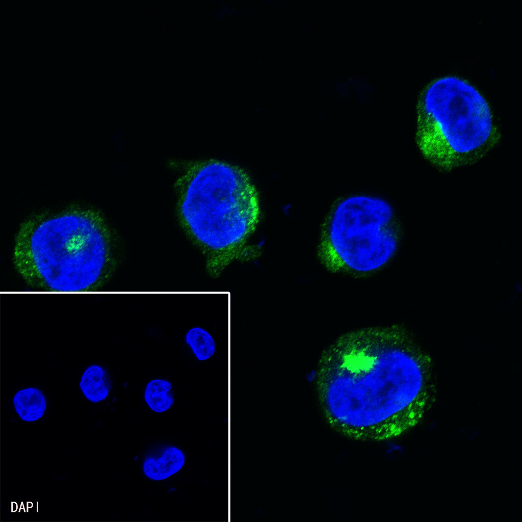 CD11b Recombinant Rabbit mAb (SDT-058-44)