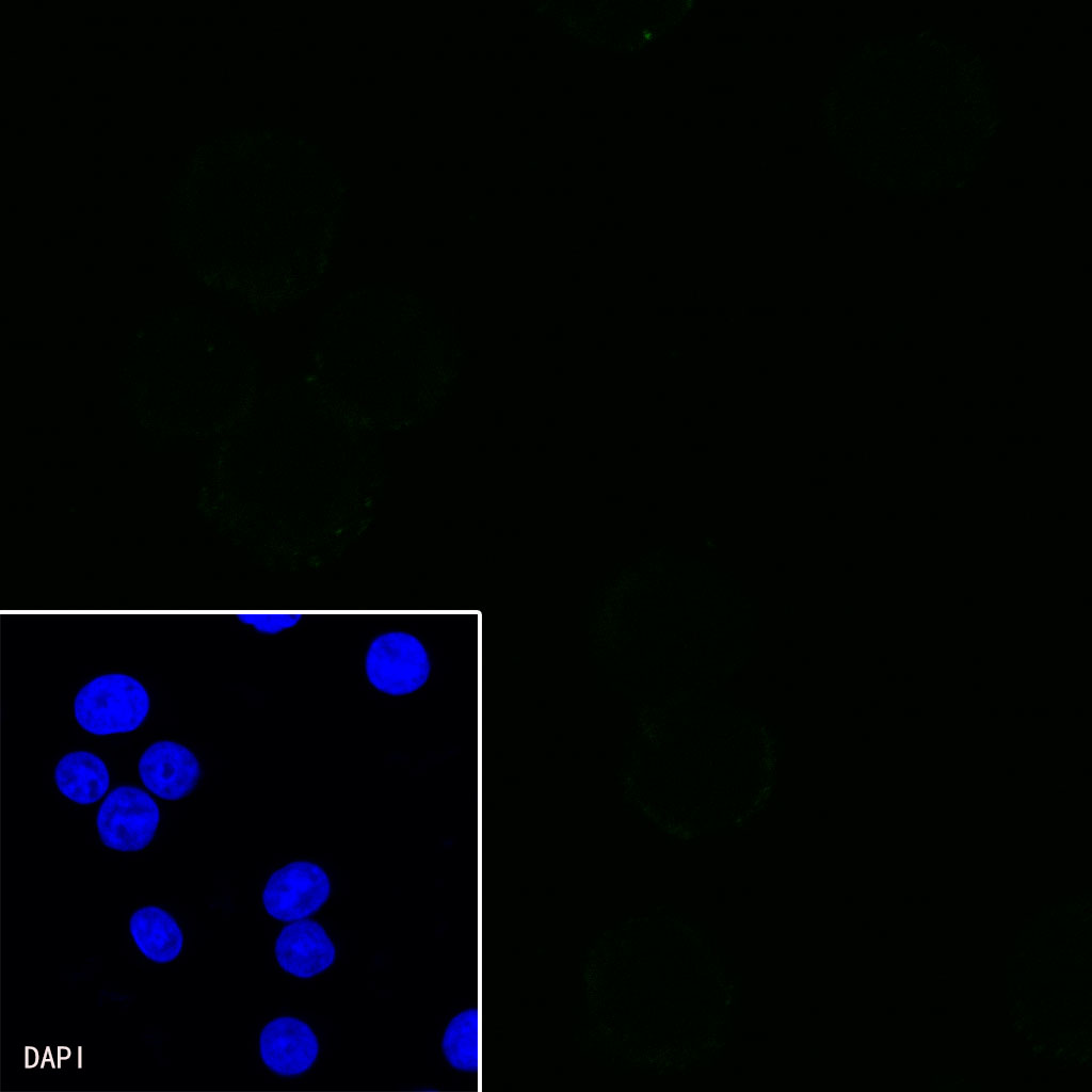 CD11b Recombinant Rabbit mAb (SDT-058-44)
