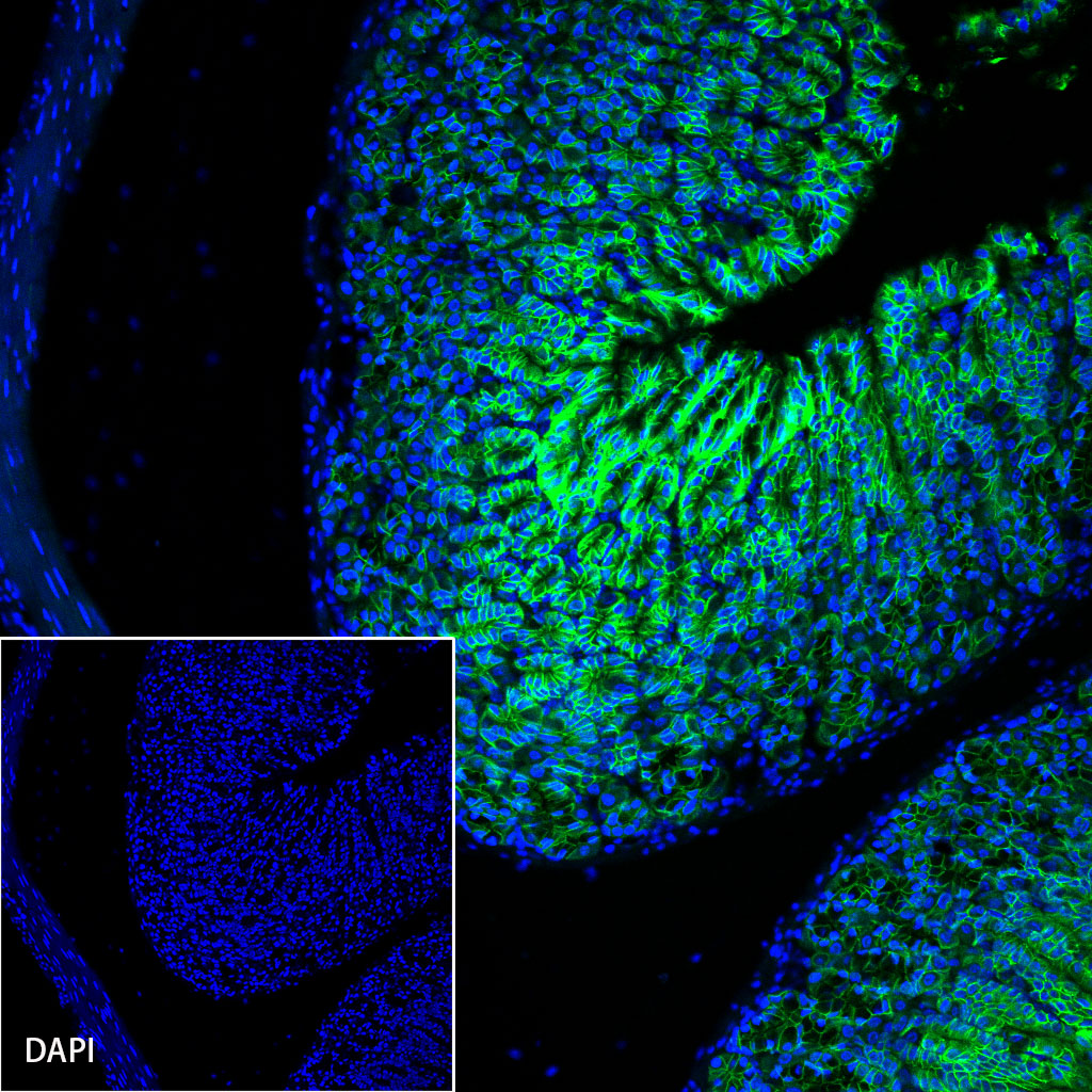 Claudin 18.2 Recombinant Rabbit mAb (Alexa Fluor® 488 Conjugate) (SDT-102-24)