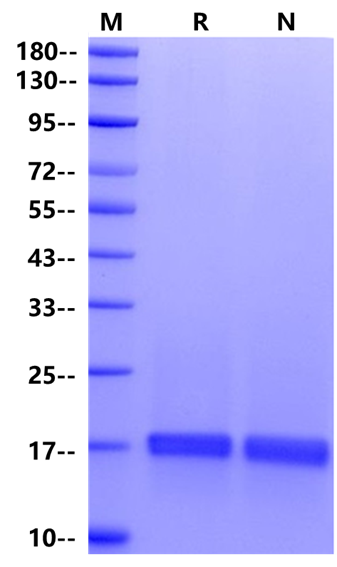 IL-18 Protein, Human