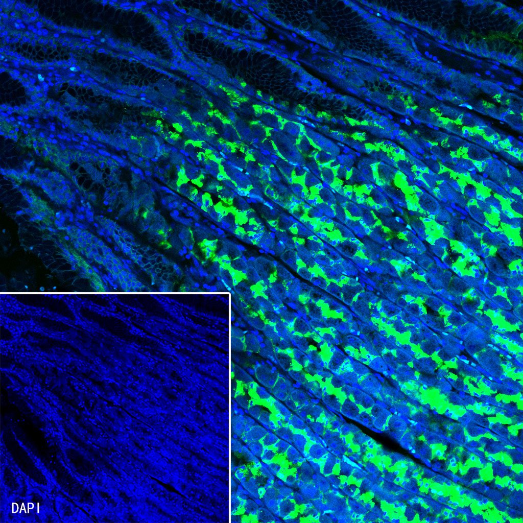 Claudin 18.2 Recombinant Rabbit mAb (Alexa Fluor® 488 Conjugate) (SDT-102-24)