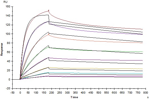 Invivo anti-mouse CTLA-4 (CD152) mAb