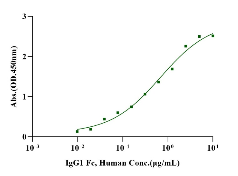 IgG1 Fc Protein, Human