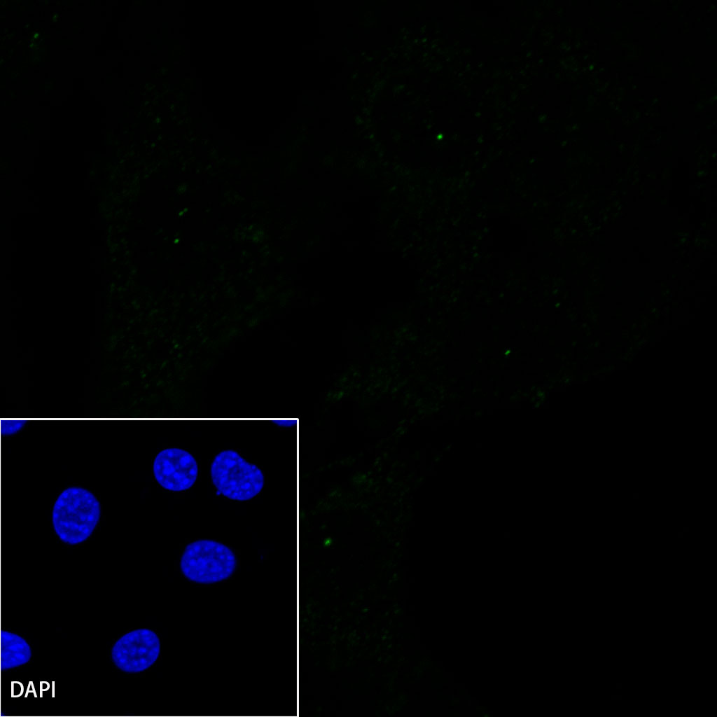 F4/80 Recombinant Rabbit mAb (SDT-313-49)