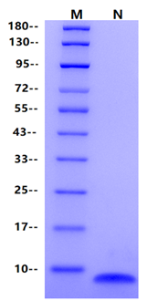 IGF-I Protein, Bovine