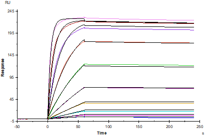 TNF-α(80-235aa) Protein, Mouse