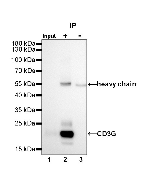 CD3G Recombinant Rabbit mAb,PBS Only (SDT-042-18)