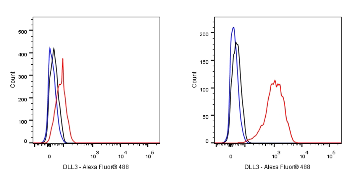 DLL3 Recombinant Rabbit mAb (SDT-207-59)