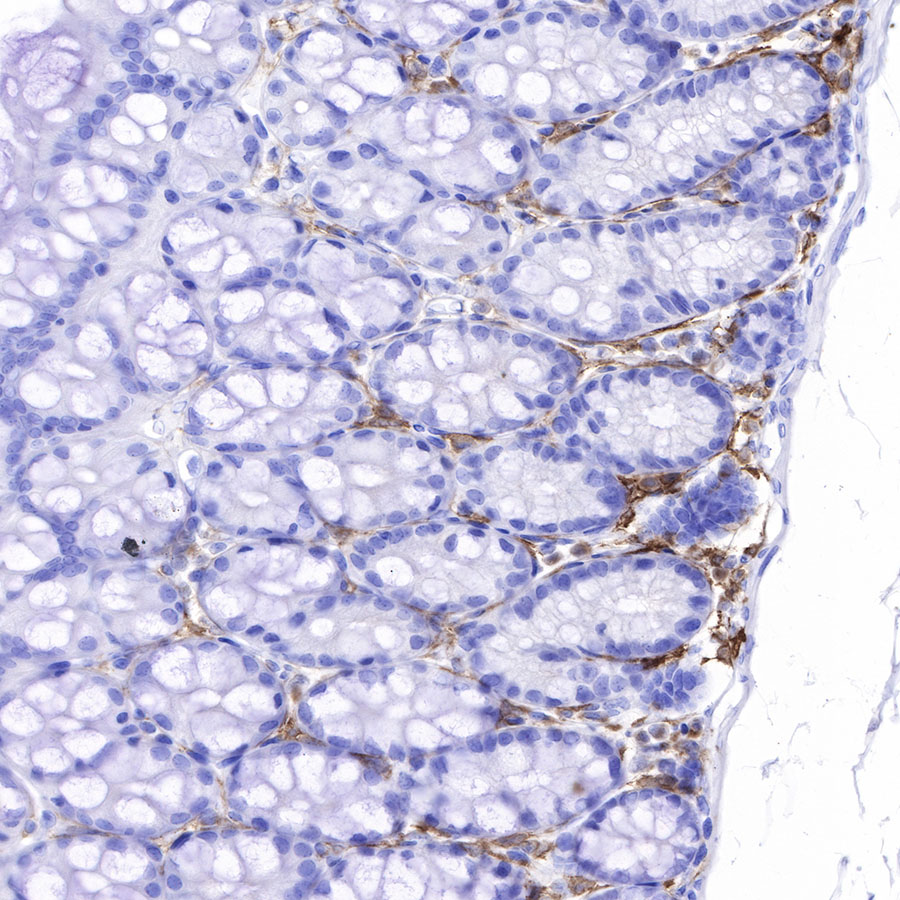 F4/80 Recombinant Rabbit mAb (SDT-313-49)