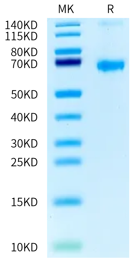 DR3/TNFRSF25 His&Fc Tag Protein, Human