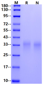 IL-13 Protein, Human