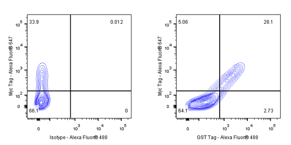 GST Tag Recombinant Rabbit mAb (S-372-19)