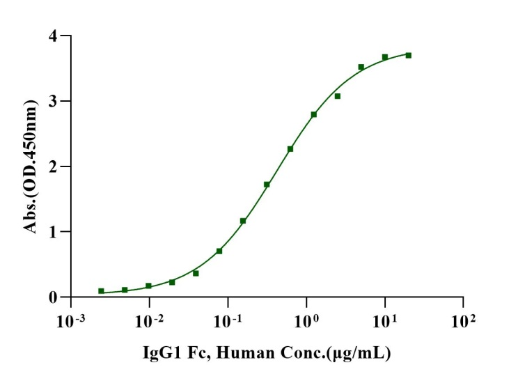 IgG1 Fc Protein, Human