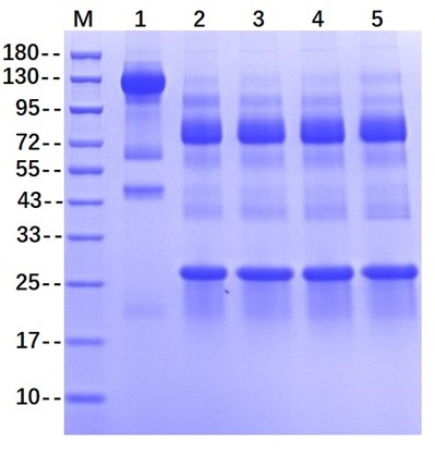 IdeZ Protease