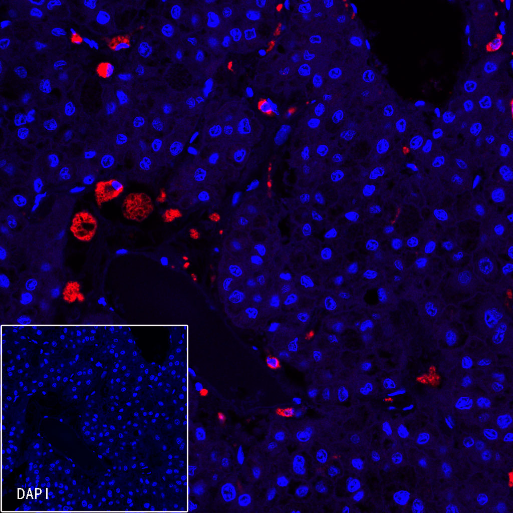 Rabbit anti-CD68 Recombinant Monoclonal Antibody(R025)
