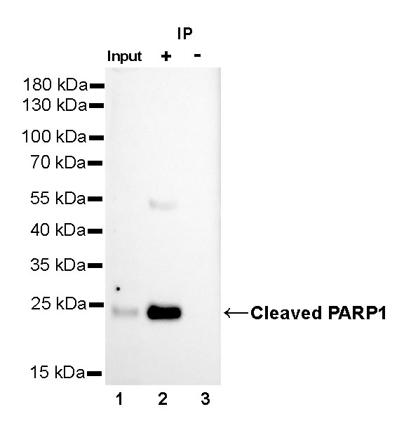 Cleaved PARP1 Recombinant Rabbit mAb,PBS Only (SDT-R084)