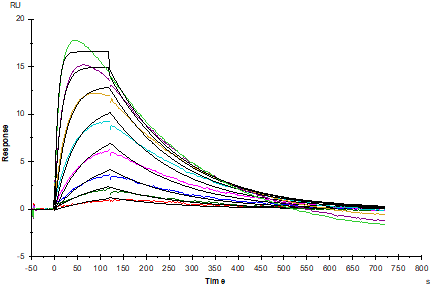 IL-18 Protein, Human