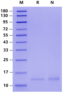 IL-4 Protein, Mouse