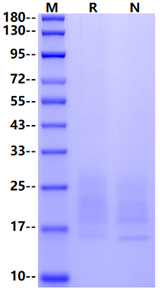 Recombinant Human SCF Protein