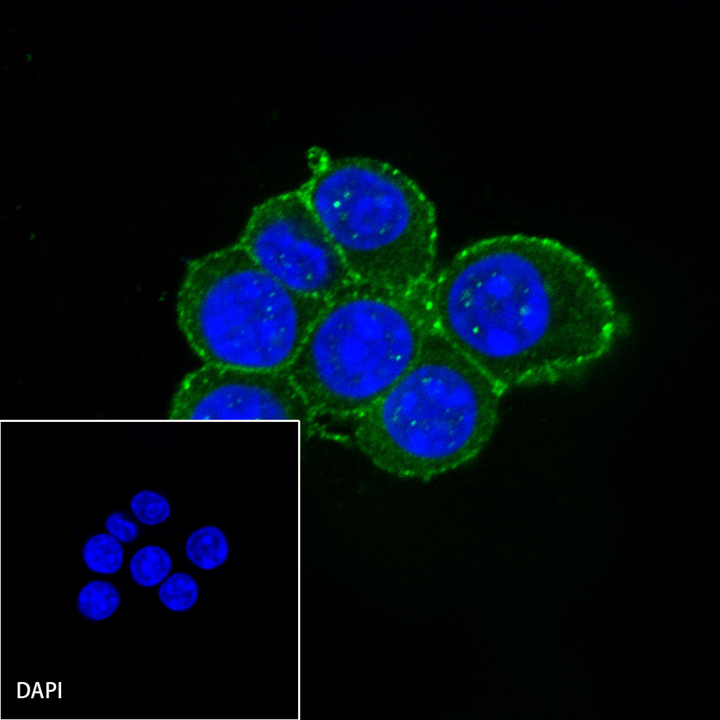 F4/80 Recombinant Rabbit mAb (SDT-313-49)