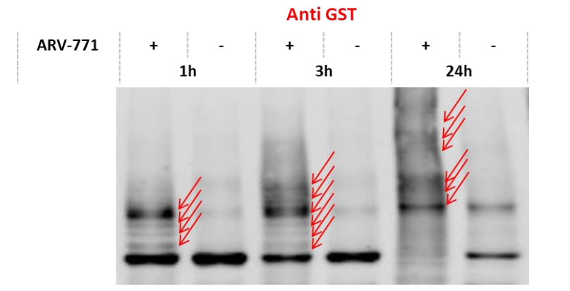 Cullin2-RBX1-ElonginB/C-VHL Protein