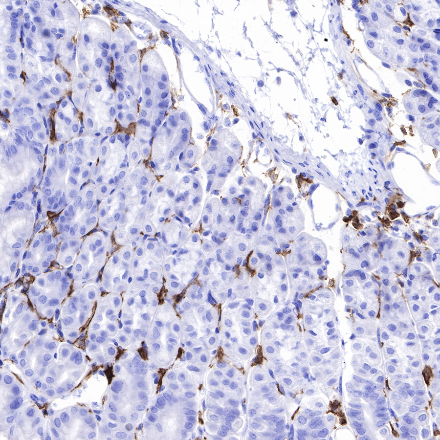 F4/80 Recombinant Rabbit mAb (SDT-313-49)