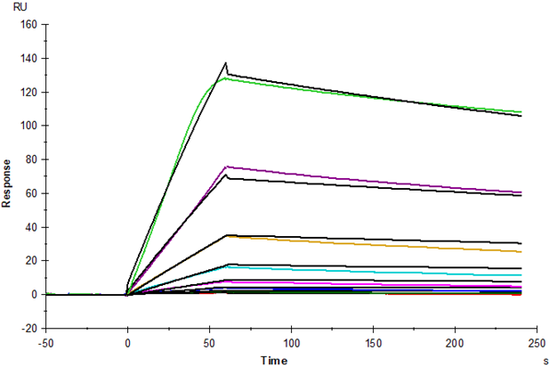 IL-15 Protein, Human