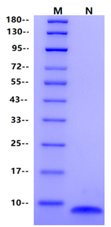 IGF-I Protein, Human