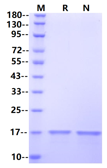 TNF-α Protein, Rabbit