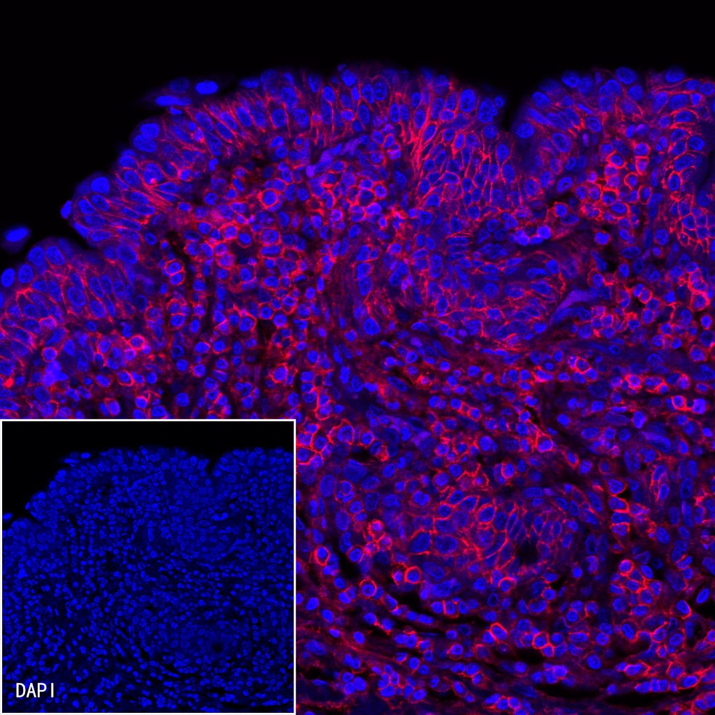 CD44 Mouse mAb (Alexa Fluor® 594 Conjugate) (S-630-174)