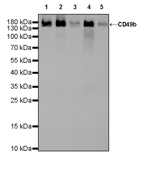 CD49b / Integrin alpha 2 Recombinant Rabbit mAb (SDT-399-52)