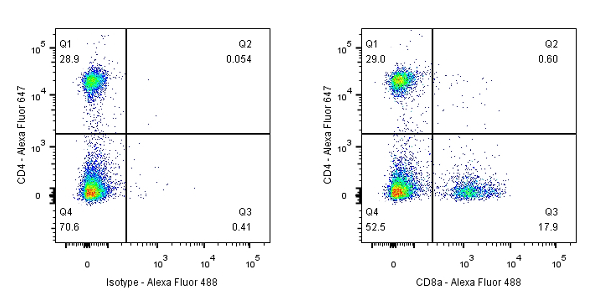 Goat anti-Rabbit IgG(H+L) (Alexa Fluor® 488 Conjugate)