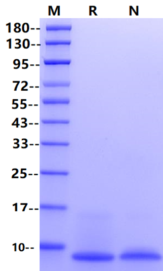 IGF-I Protein, Rat