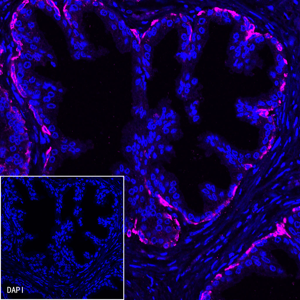 Goat anti-Rabbit IgG (H+L) (Alexa Fluor® 647 Conjugate)