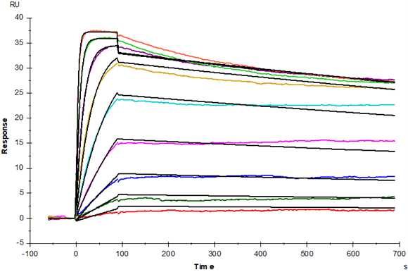 TNF-α Protein, Human