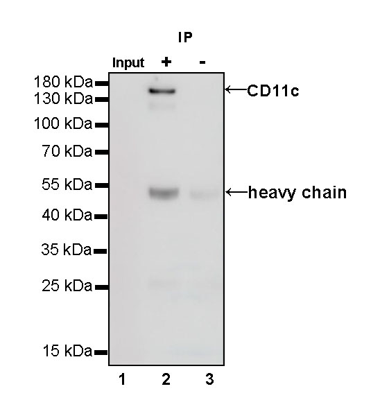 CD11c Recombinant Rabbit mAb (SDT-396-48)