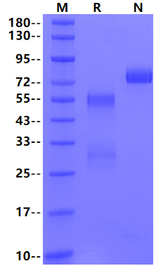 HGF Protein, Human