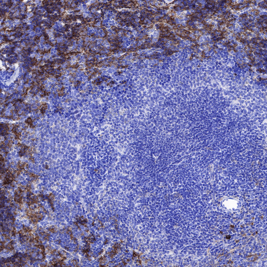 F4/80 Recombinant Rabbit mAb (SDT-313-49)