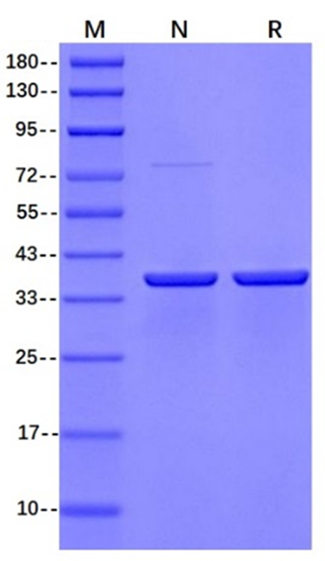 IdeZ Protease