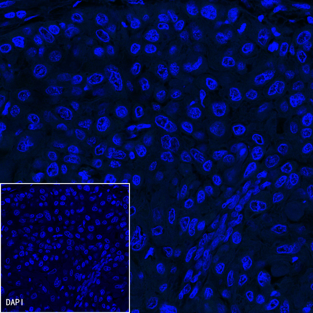 Goat anti-Rabbit IgG(H+L) (Alexa Fluor® 488 Conjugate)