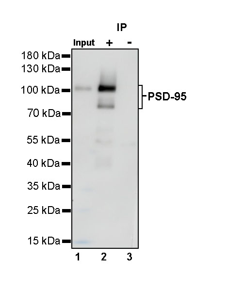 PSD-95 Recombinant Rabbit mAb (S-R311)